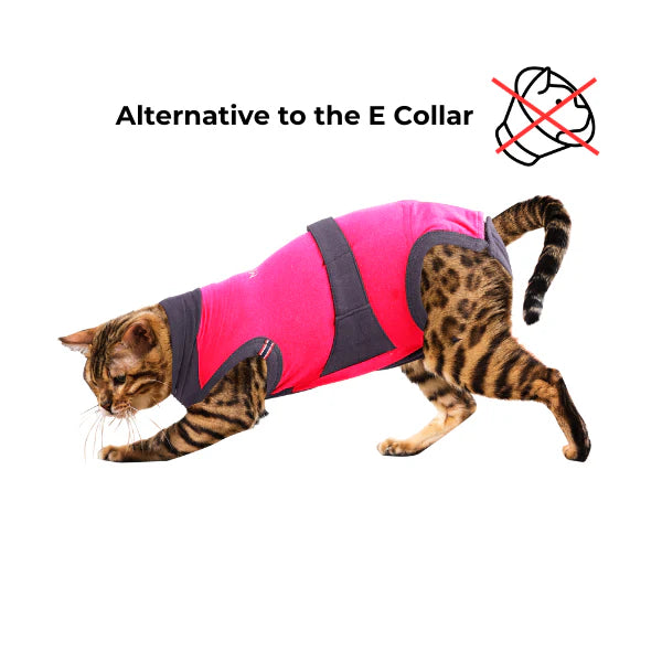 MAXX recovery cat shirt