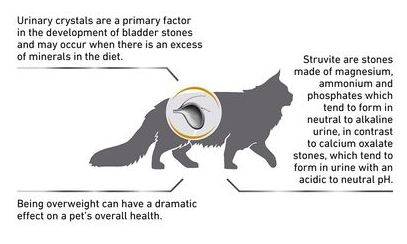 Royal Canin Feline Urinary S/O