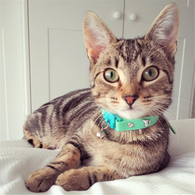 Kittyrama Collar